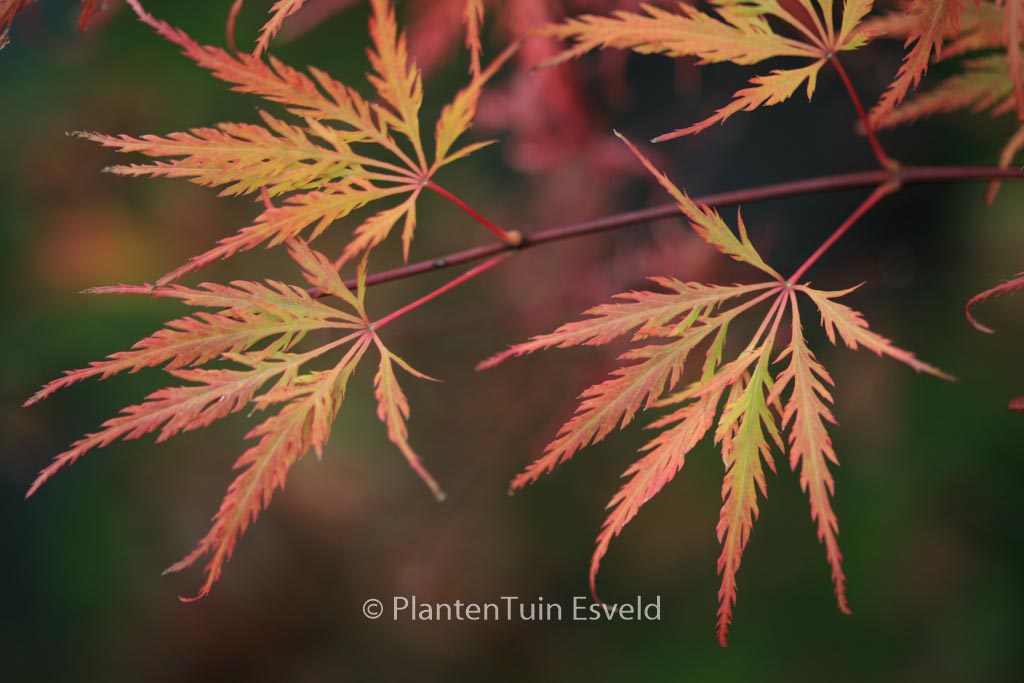 Acer palmatum ‚Green Globe‘