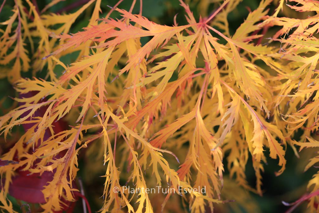Acer palmatum ‚Green Lace‘