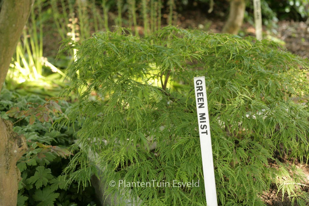 Acer palmatum ‚Green Mist‘