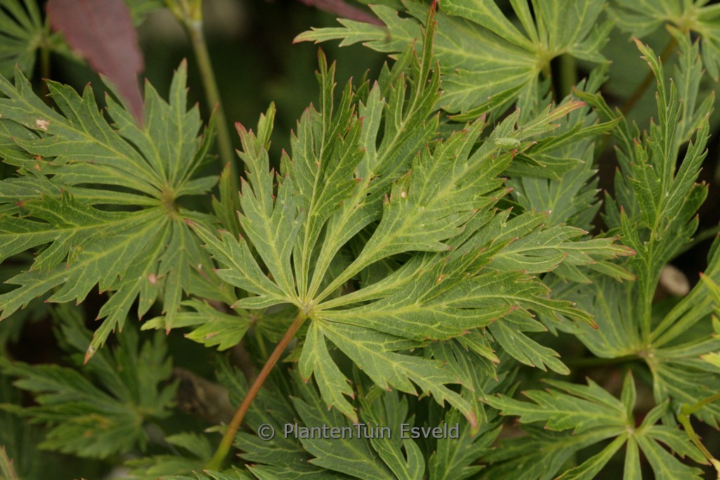 Acer palmatum ‚Green Snowflake‘