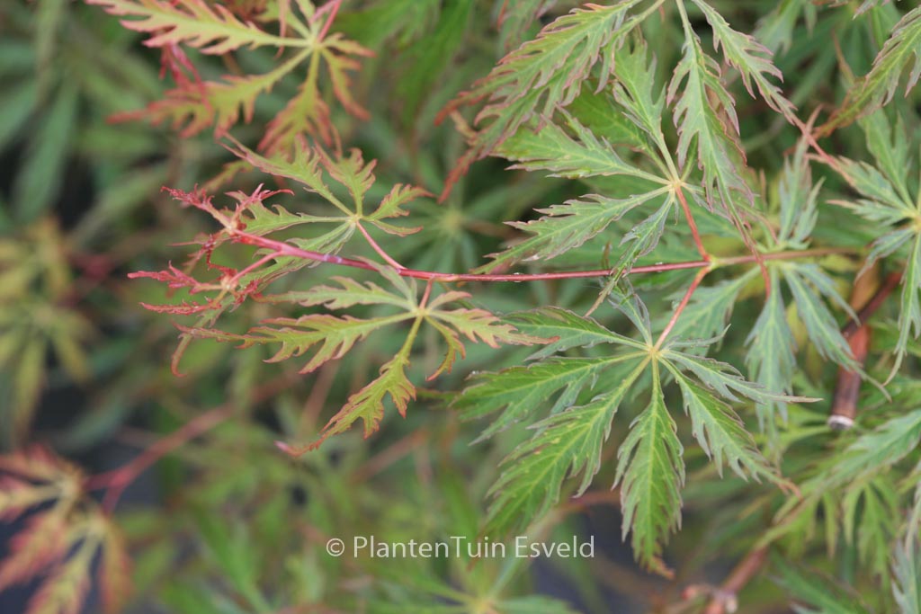 Acer palmatum ‚Green Weeper‘