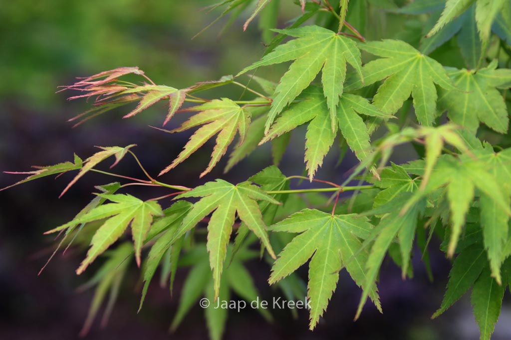 Acer palmatum ‚Haibara‘
