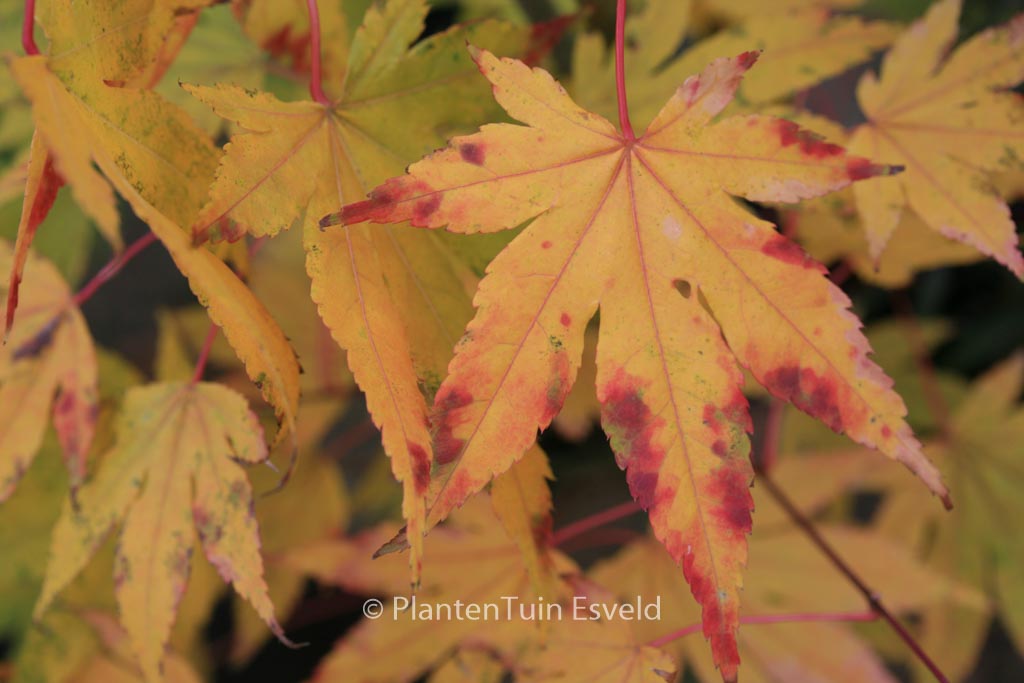 Acer palmatum ‚Hakodate-yama‘