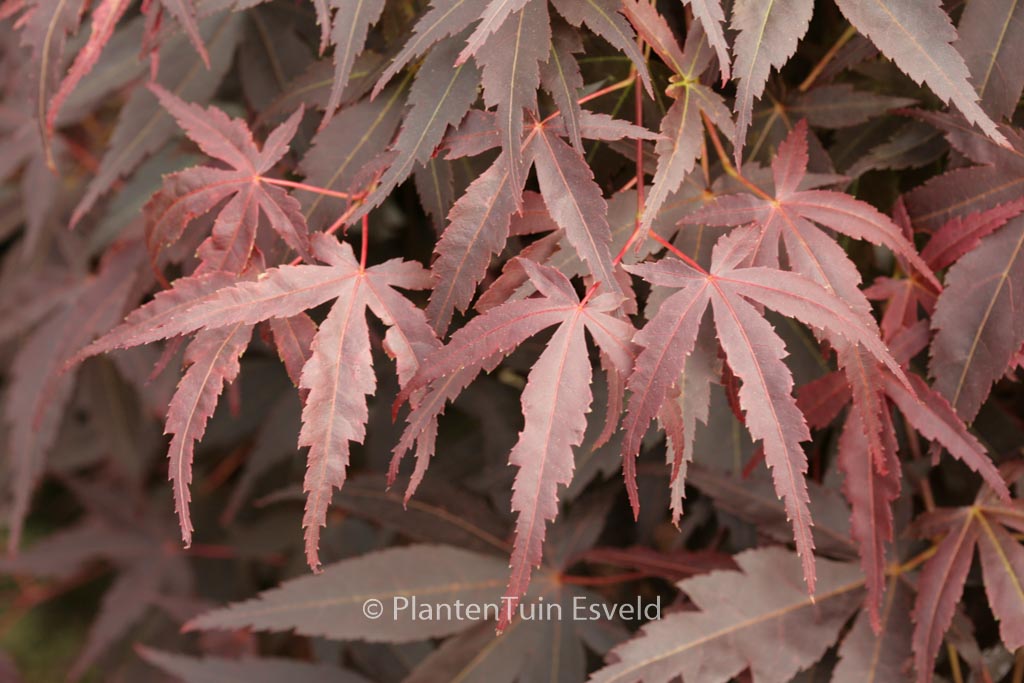 Acer palmatum ‚Hama-otome‘