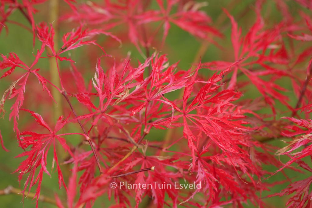 Acer palmatum ‚Hana-matoi‘