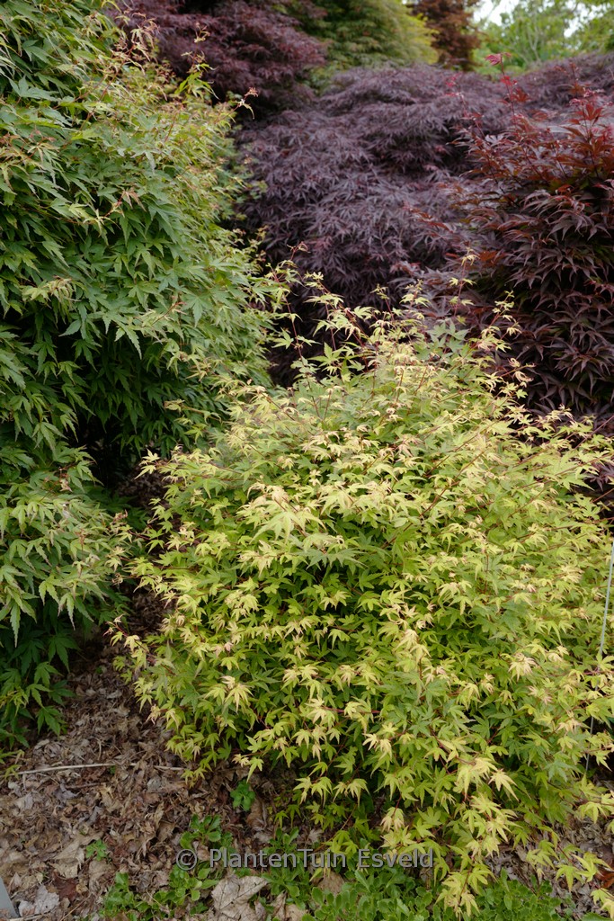 Acer palmatum ‚Hanami-nishiki‘