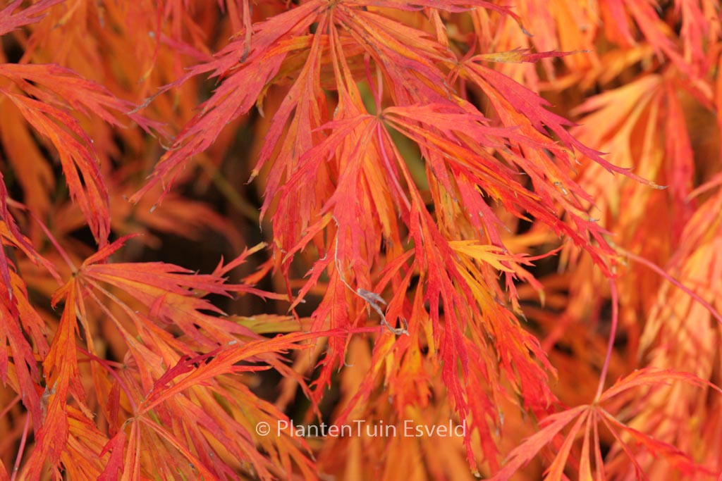 Acer palmatum ‚Hanzell‘