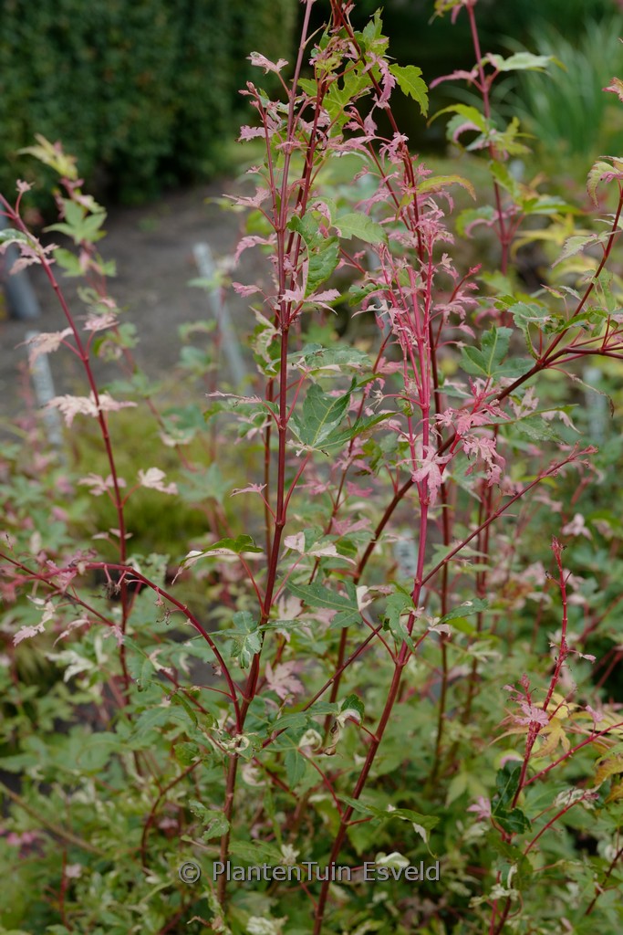 Acer palmatum ‚Harold’s Pink & White‘