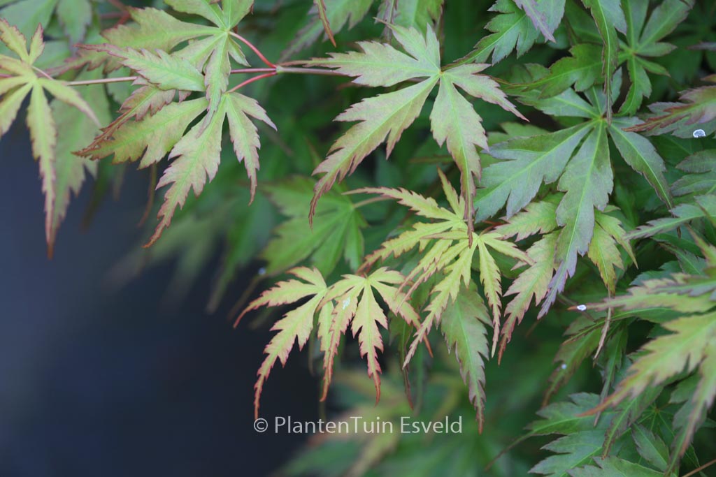 Acer palmatum ‚Harusame‘