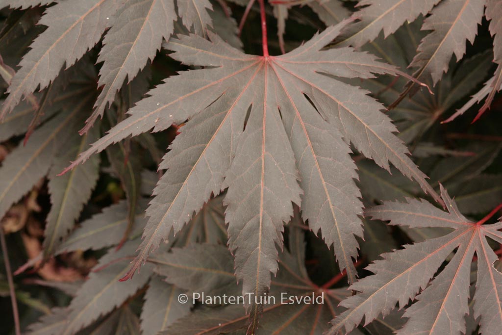 Acer palmatum ‚Hatsu-se‘