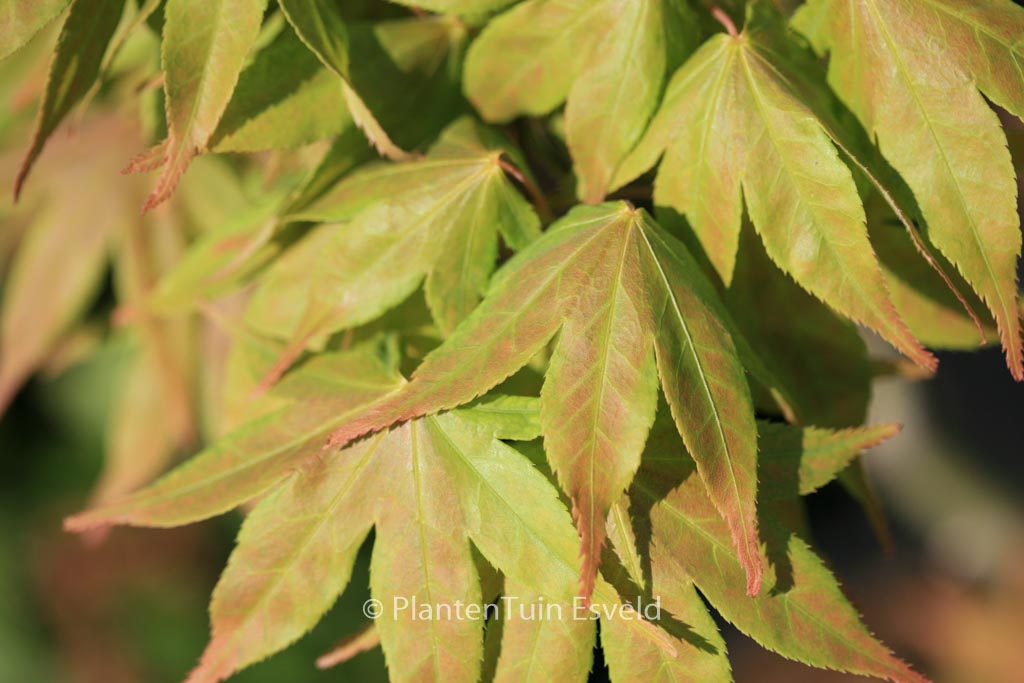 Acer palmatum ‚Hatsu-shigure‘