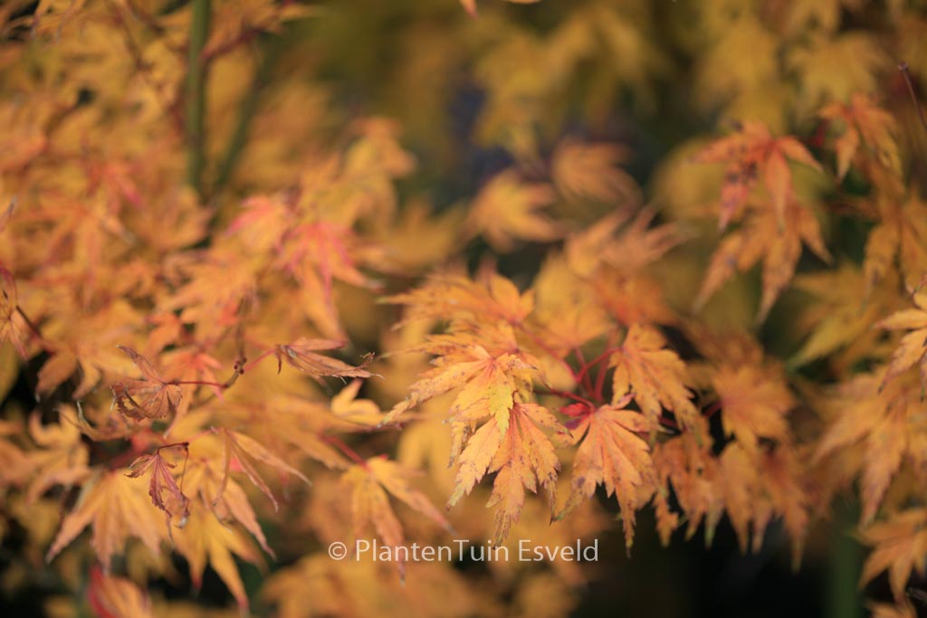 Acer palmatum ‚Hatsukoi‘