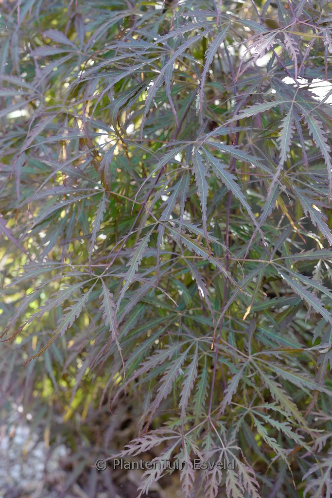 Acer palmatum ‚Heartbeat‘