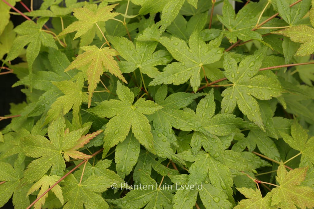 Acer palmatum ‚Heavy Seed‘
