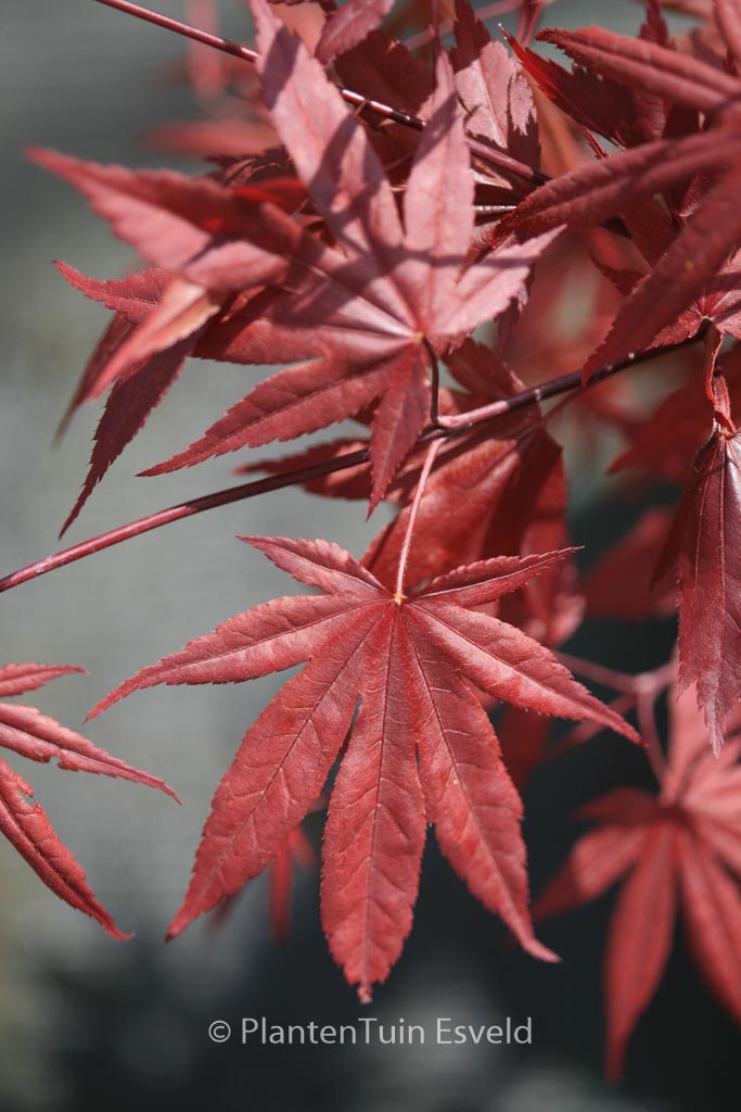 Acer palmatum ‚Hefners Red‘