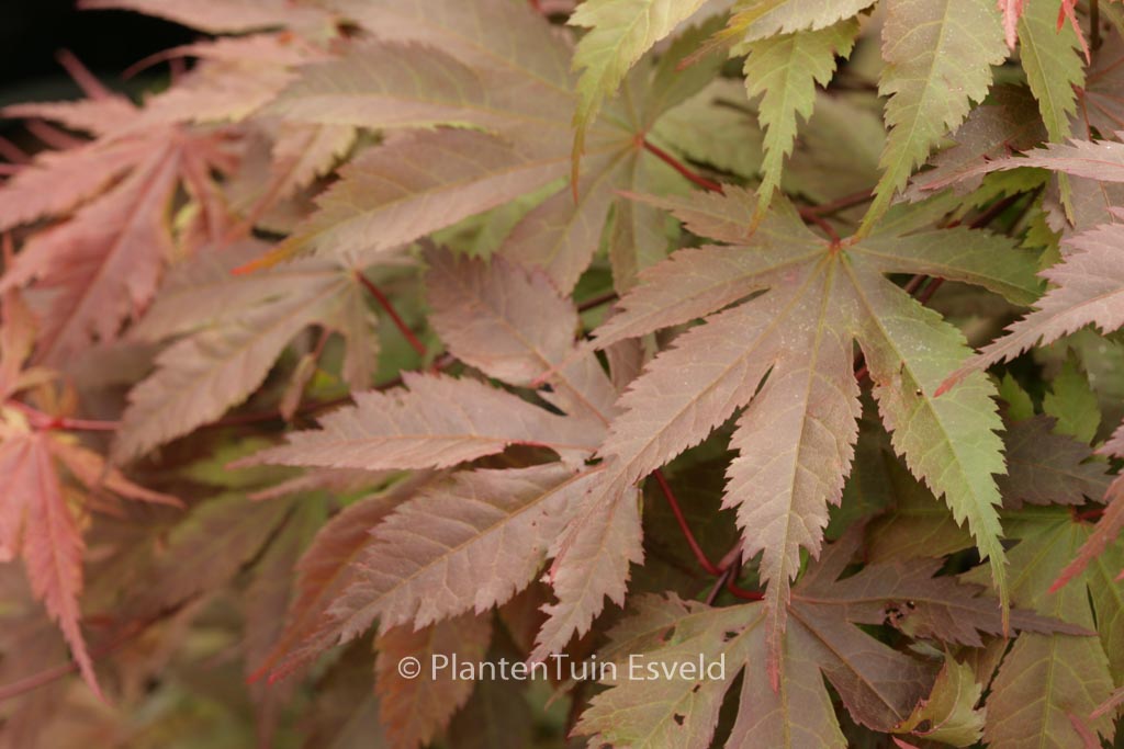Acer palmatum ‚Heguri‘