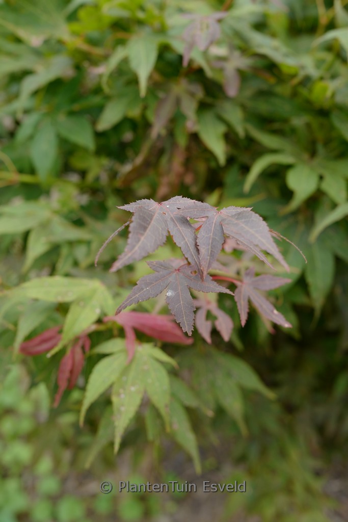 Acer palmatum ‚Heisei-nishiki‘