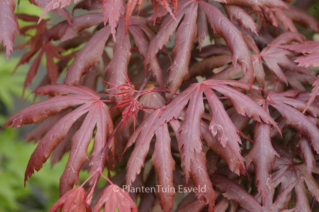 Acer palmatum ‚Hemelrijk‘