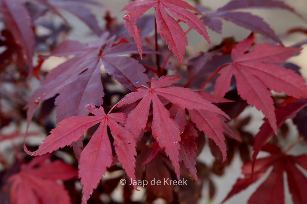 Acer palmatum ‚Hess‘ Red Select‘