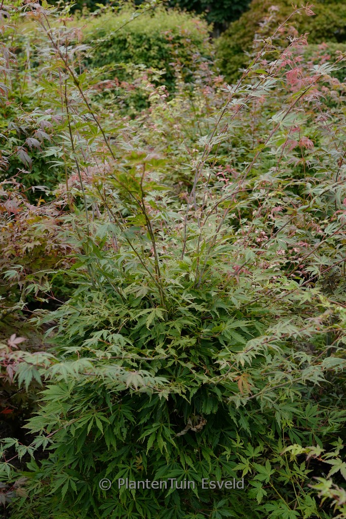 Acer palmatum ‚High Expectations‘