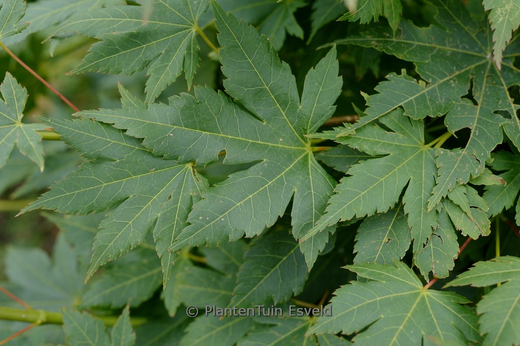 Acer palmatum ‚High Flyer‘