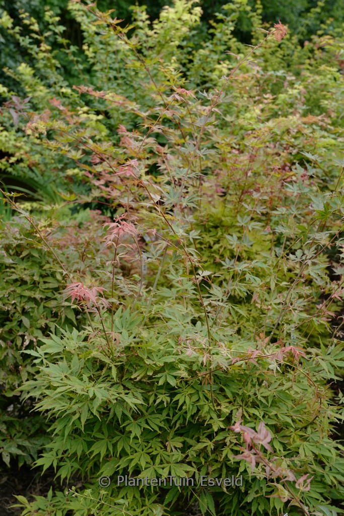 Acer palmatum ‚High Hopes‘