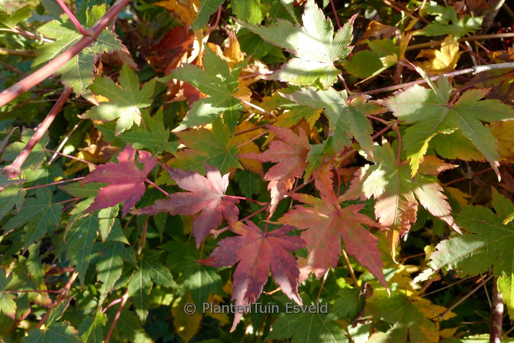 Acer palmatum ‚High Spirits‘