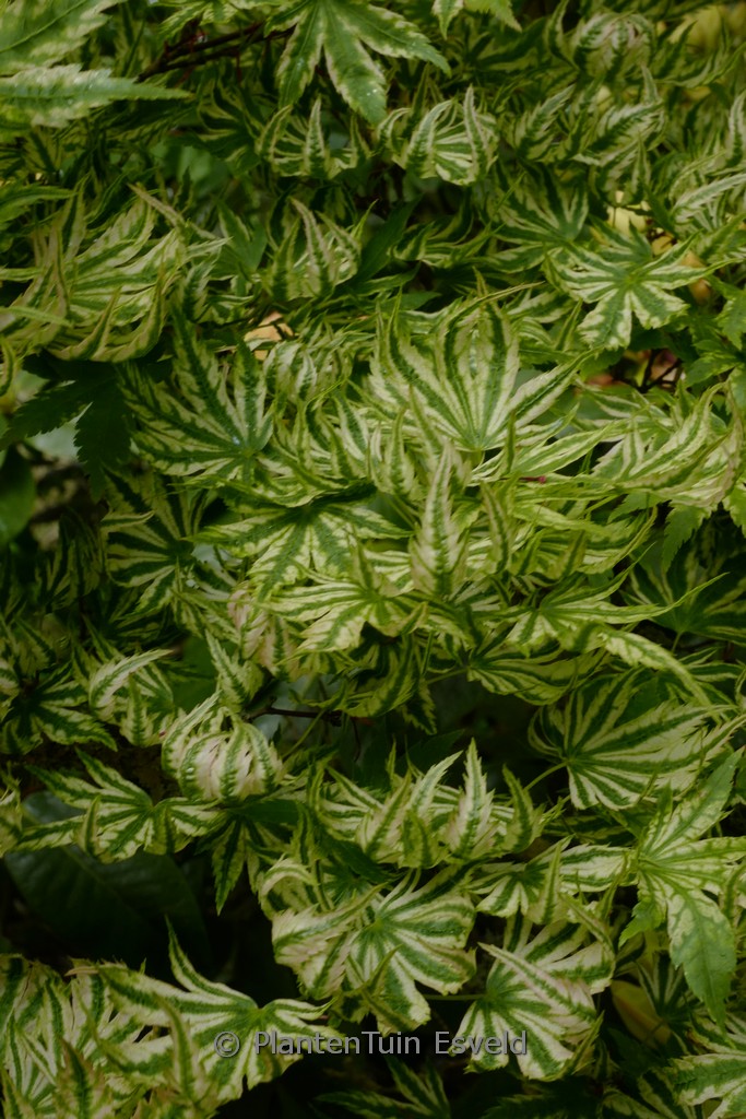 Acer palmatum ‚Hikasa-yama‘