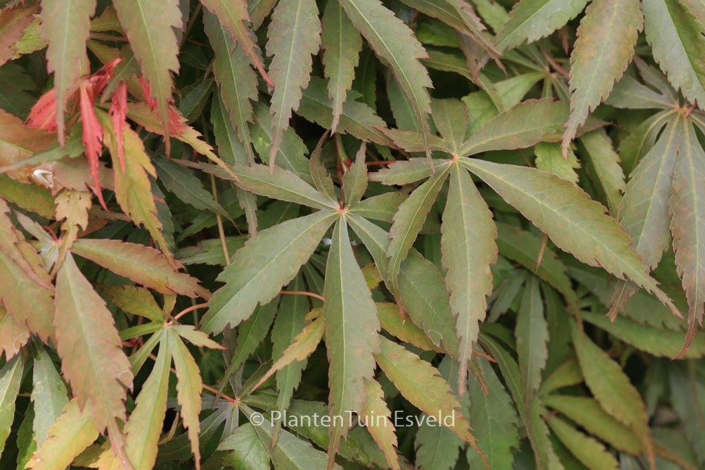Acer palmatum ‚Hime-chidori‘