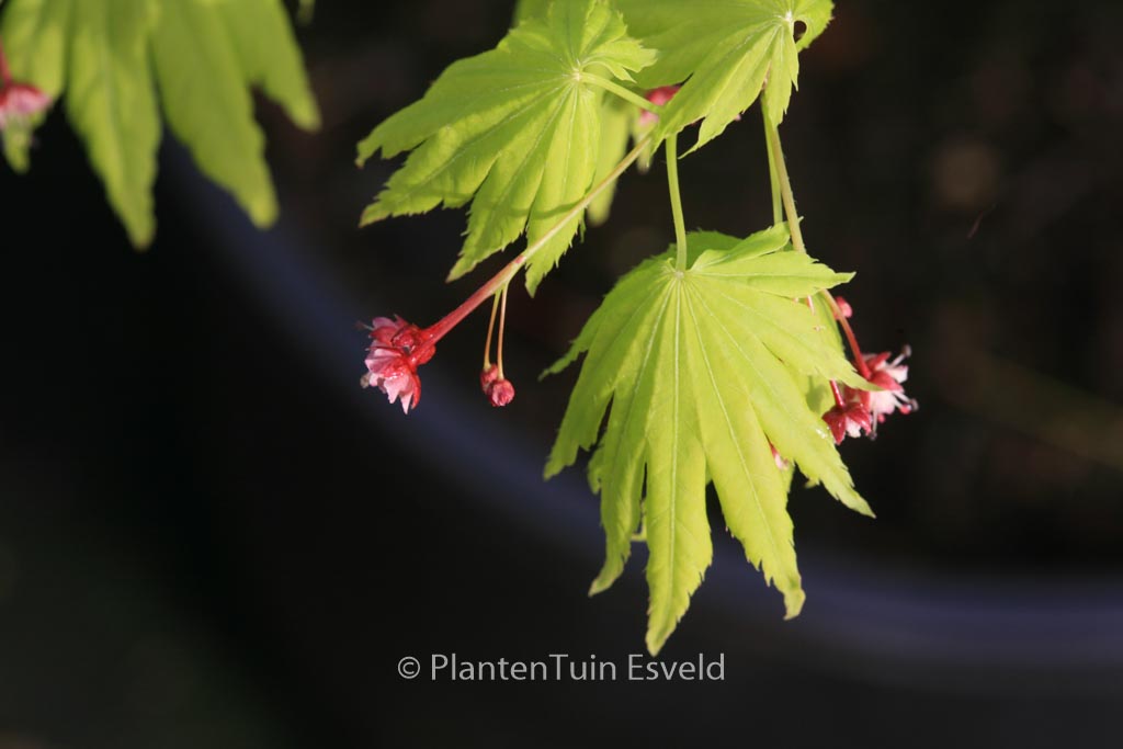 Acer palmatum ‚Hime-ha-uchiwa‘