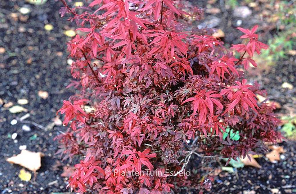 Acer palmatum ‚Hime-shojoh‘