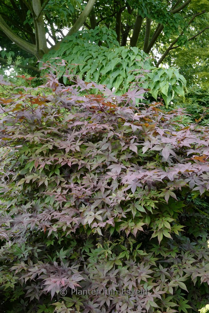 Acer palmatum ‚Hinata-yama‘