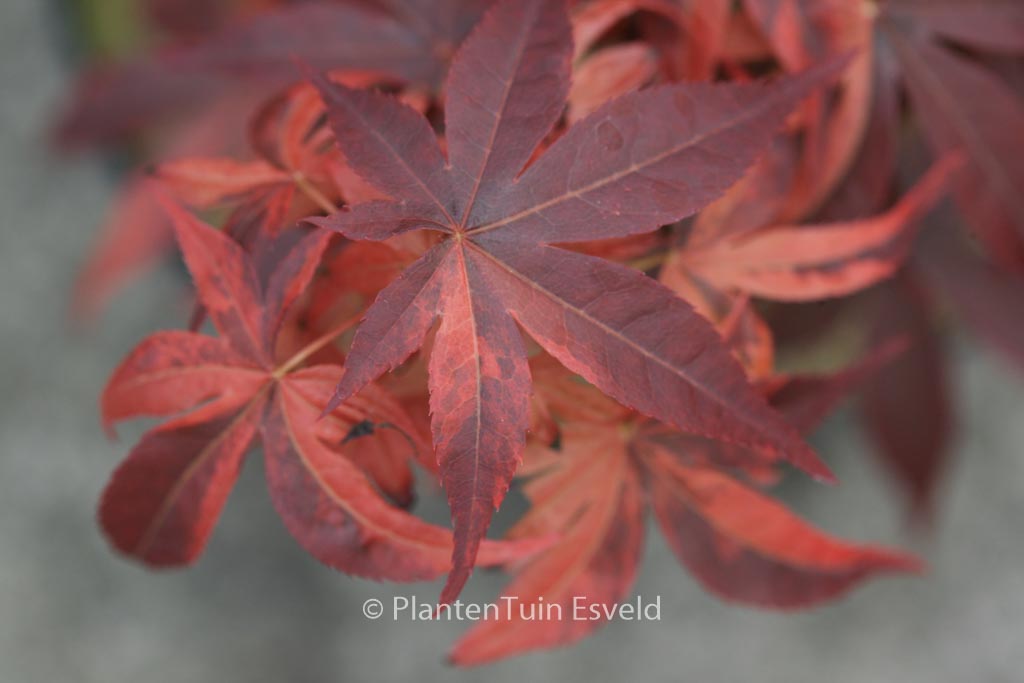 Acer palmatum ‚Hinode-nishiki‘