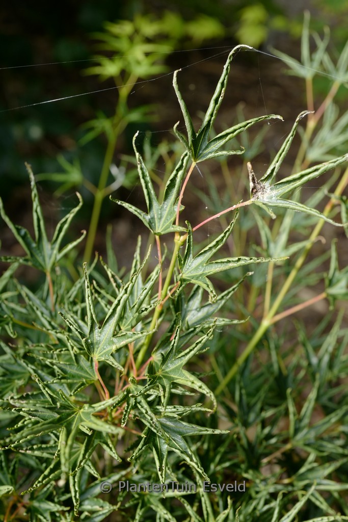 Acer palmatum ‚Hippy-fin-mo‘