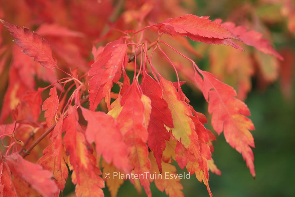 Acer palmatum ‚Hiroha-koshimino‘