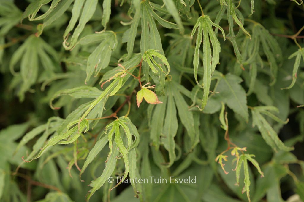 Acer palmatum ‚Hiryū‘