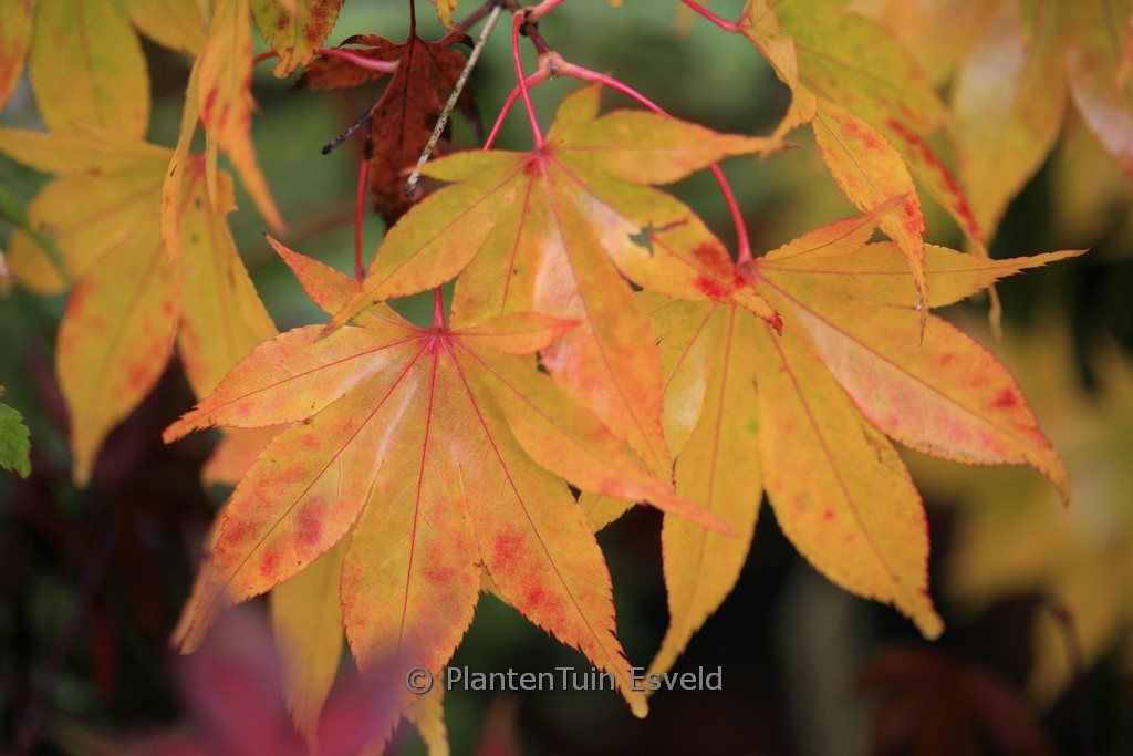 Acer palmatum ‚Hondo-Ji‘