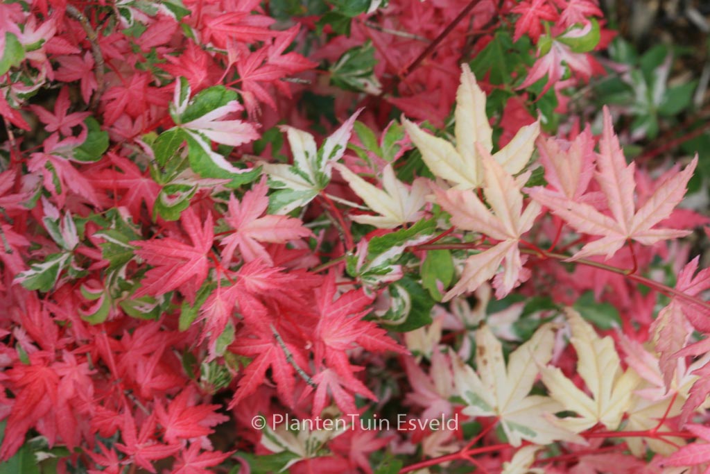Acer palmatum ‚Honoo‘