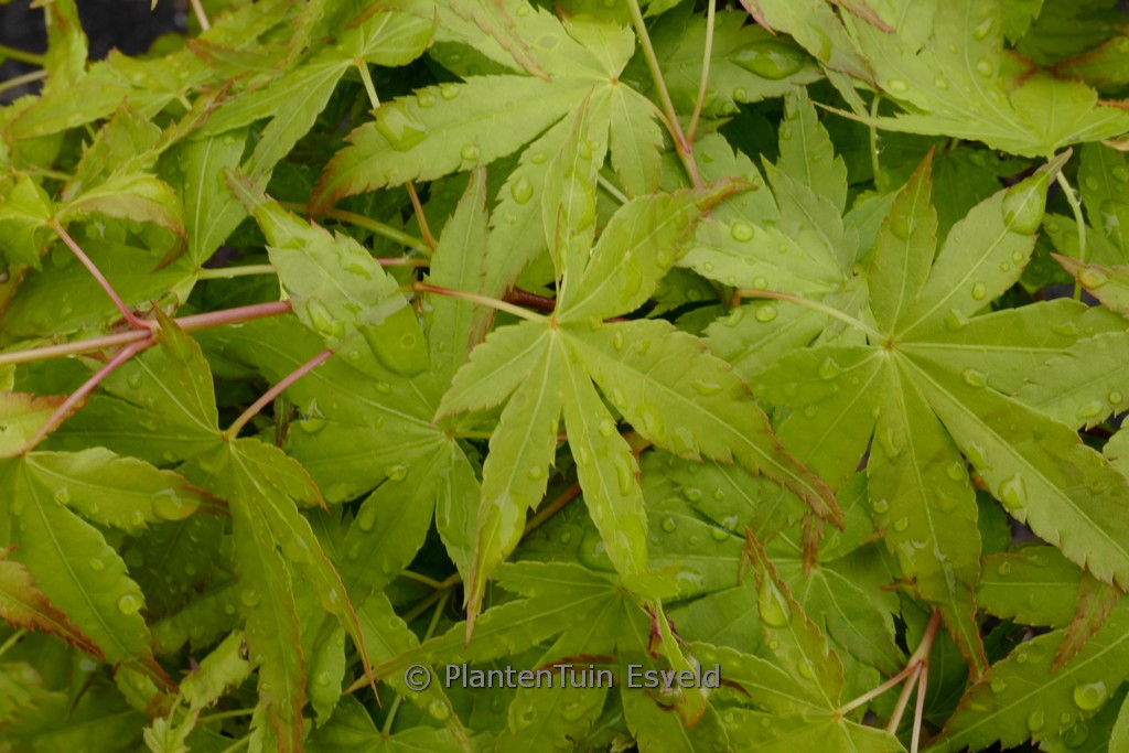 Acer palmatum ‚Hoshi zora‘