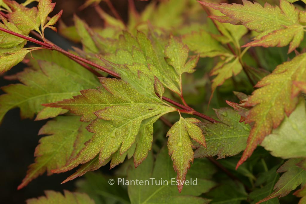 Acer palmatum ‚Hosoba-koshimino‘