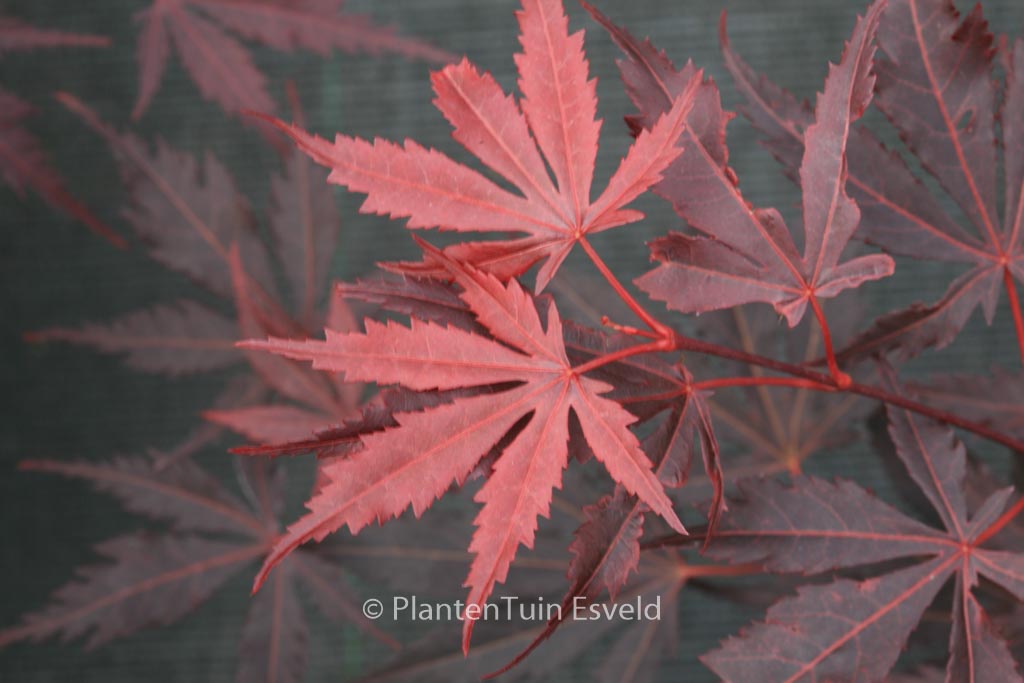Acer palmatum ‚Hyohtei‘