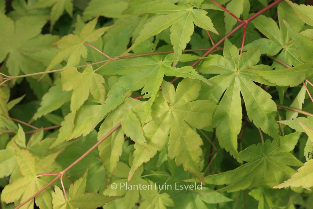 Acer palmatum ‚Ibo-nishiki‘