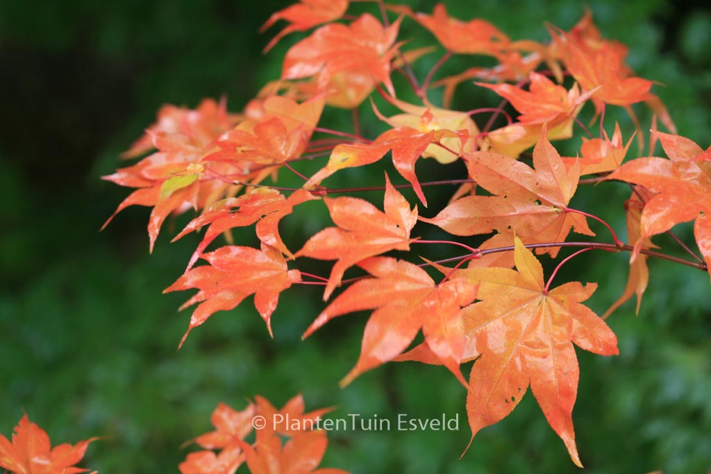 Acer palmatum ‚Ichigyo-Ji‘