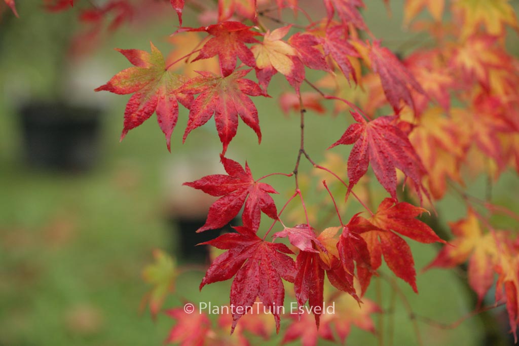 Acer palmatum ‚Ide-no-sato‘