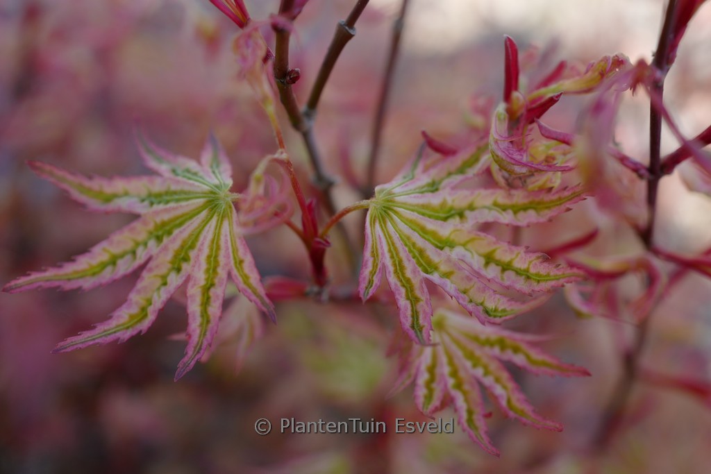 Acer palmatum ‚Ikandi‘