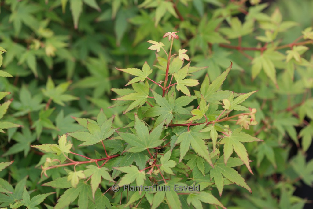 Acer palmatum ‚Ikeda-yatsubusa‘