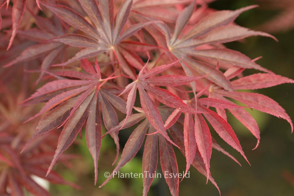 Acer palmatum ‚Ikoma‘