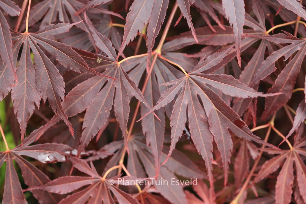 Acer palmatum ‚Immoyama‘