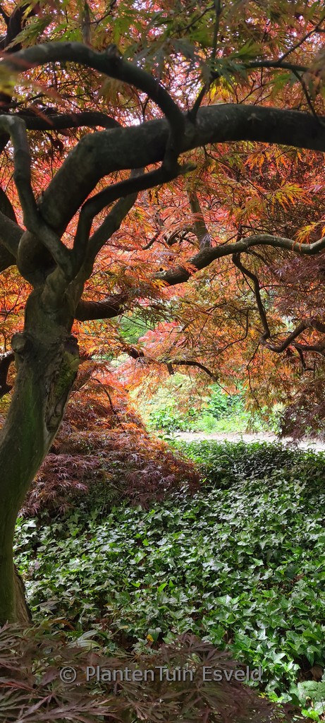 Acer palmatum ‚Inaba-shidare‘