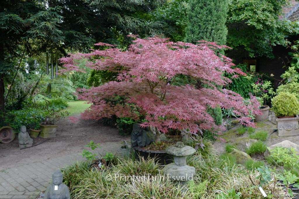 Acer palmatum ‚Inazuma‘